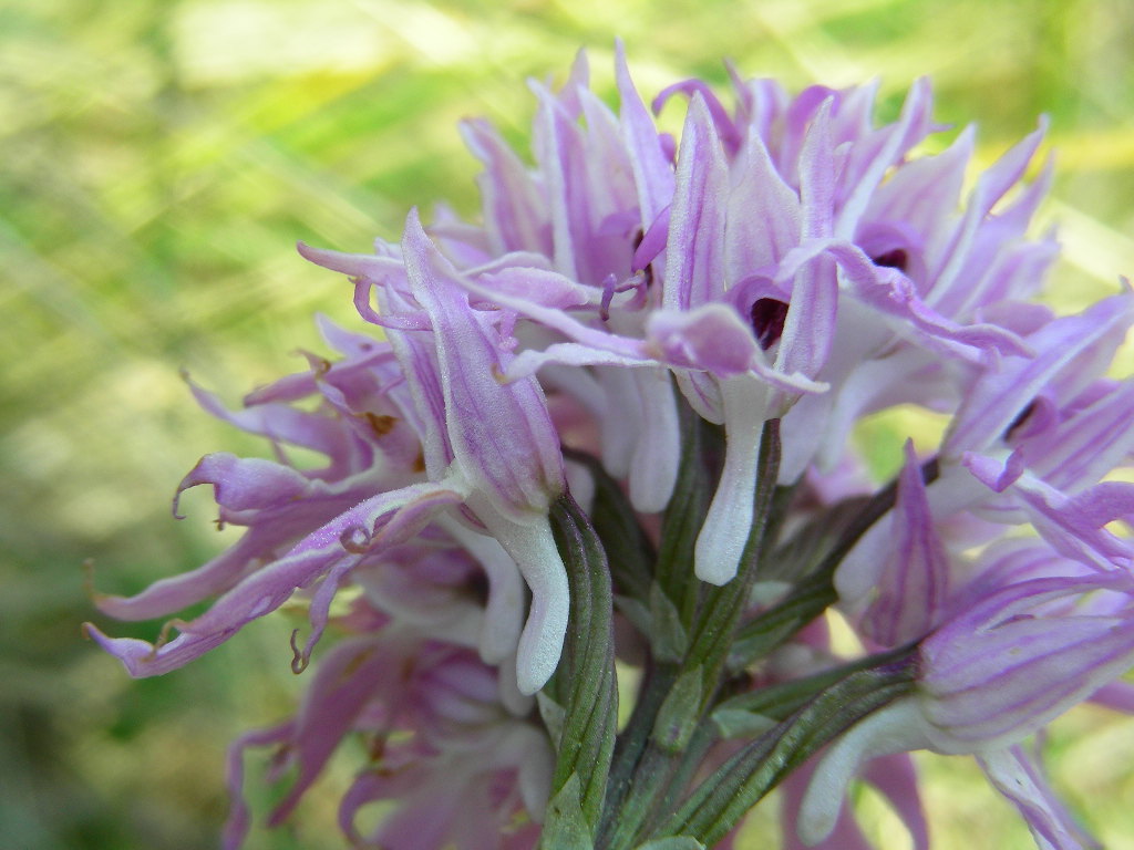 Orchis militaris o italica !!!!